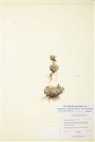 藏品(甸生蝶鬚)的圖片